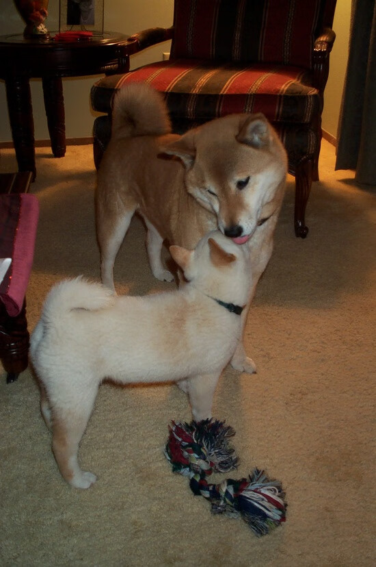 体育新闻中心推动传统体育文化影像国际化传播，中国体育文化传播的主线重构