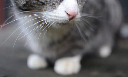 明星运动员形象影响力扩大，运动员成明星