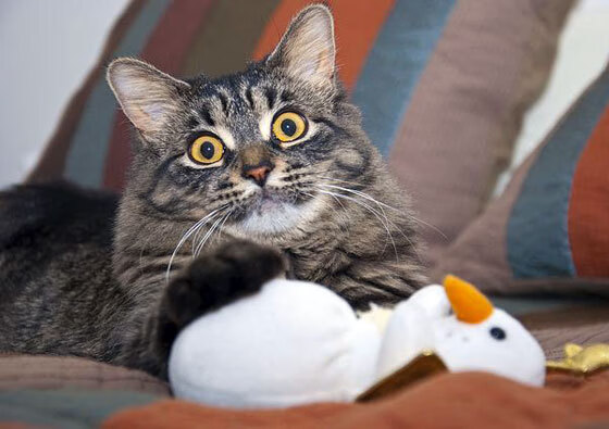 波兰队国际乒联混合团体世界杯赛场的稳定发挥与战术选择，波兰乒乓球公开赛