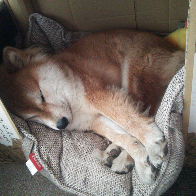 混合泳项目新秀突围成功，混合泳是啥