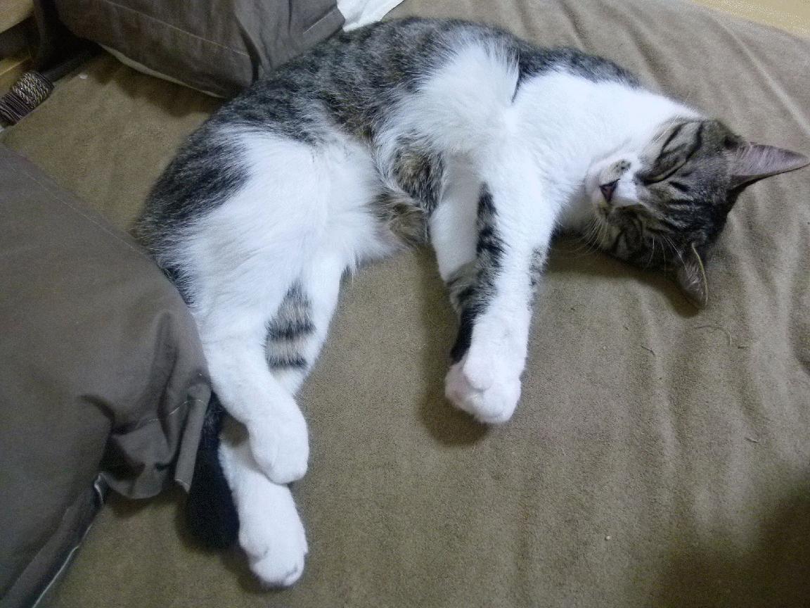 乌干达男篮在非洲预赛中拼搏不止，迎来崭新篇章，乌干达vs南非